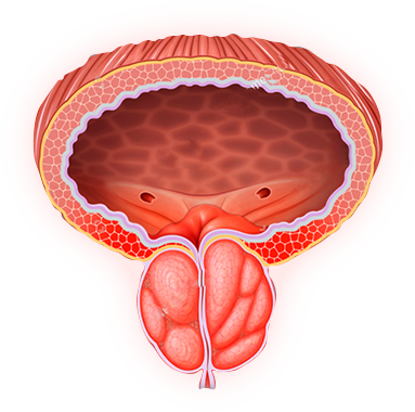 Ilustración anatómica de próstata — Bururan apoya la función urológica y la salud prostática con 6 activos naturales