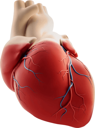 Corazón humano ilustrado — Furoma apoya el eje estrés-presión arterial y la función mitocondrial del miocardio