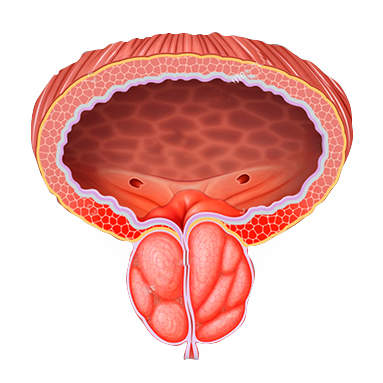 Anatomía vejiga y próstata agrandada — UroDoc apoya la función saludable del tracto urinario masculino